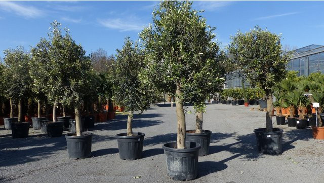 3 Stück Olivenbaum Olea Europaea, 20 Jahre alt, Stammumfang 20 - 30 cm, Grün, winterhart - Bild 1