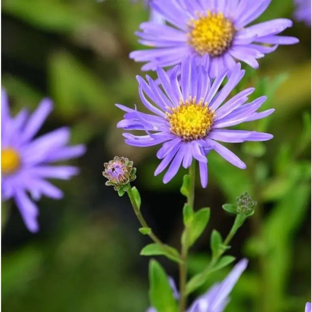 Aster amellus Sommeraster Breslau lila Staude für den Steingarten - Bild 1