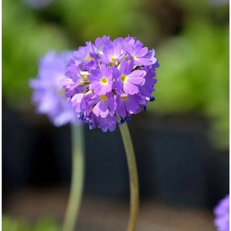 Kugelprimel Primula denticulata in Lila von Nr-01.de als mehrjährige Beetpflanze