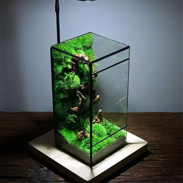 BenRussell Geometrisches Glas-Terrarium in Quadratisch, Grünes Mini Regenwald-Farn-Moos Tisch-Gewächshaus, B/T/H: 21,5 x 21,5 x 11,0 cm - Bild 1