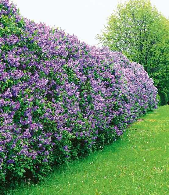 Flieder-Hecke - Bild 1