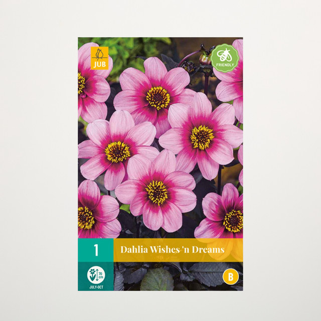 Dahlie Wishes n' Dreams Knolle von BLUME2000 - Bild 1