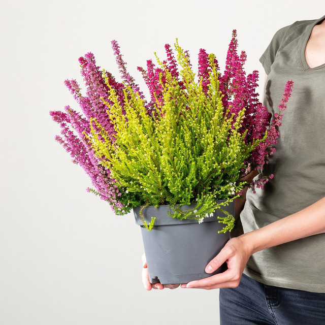 Dreifarbige Glockenheide Erica gracilis von BLUME2000 für Balkon und Blumenkübel - Bild 1