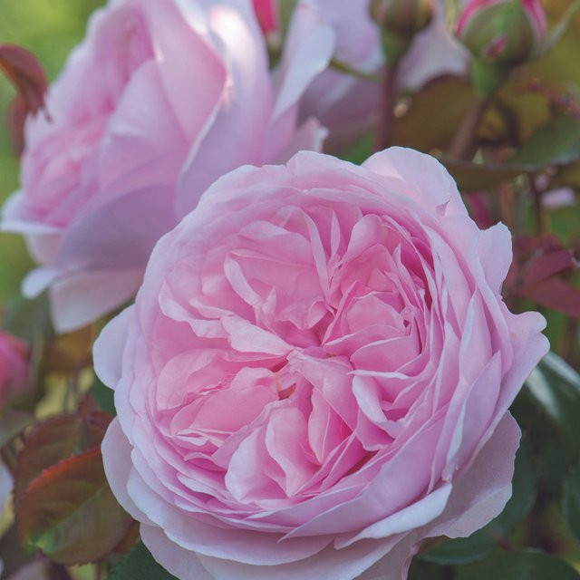 David Austin-Rose Olivia Rose Austin in Rosa - Bild 1