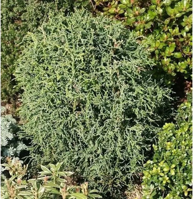 Korallenartige Scheinzypresse Chamaecyparis awsoniana blaugrün Nr-01.de Höhe: 30-40 cm - Bild 1