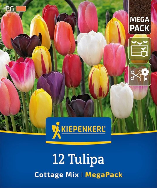 Kiepenkerl Späte Tulpen Mischung Mega-Pack bunte Blumenzwiebeln - Bild 1