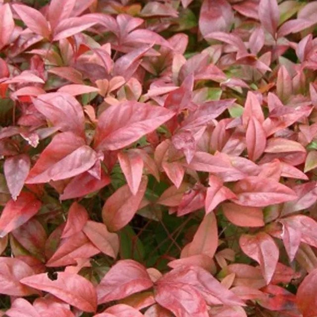 Arborix Himmelsbambus Nandina domestica Immergrüner Zierstrauch im Container, Höhe: 30 bis 40 cm - Bild 1