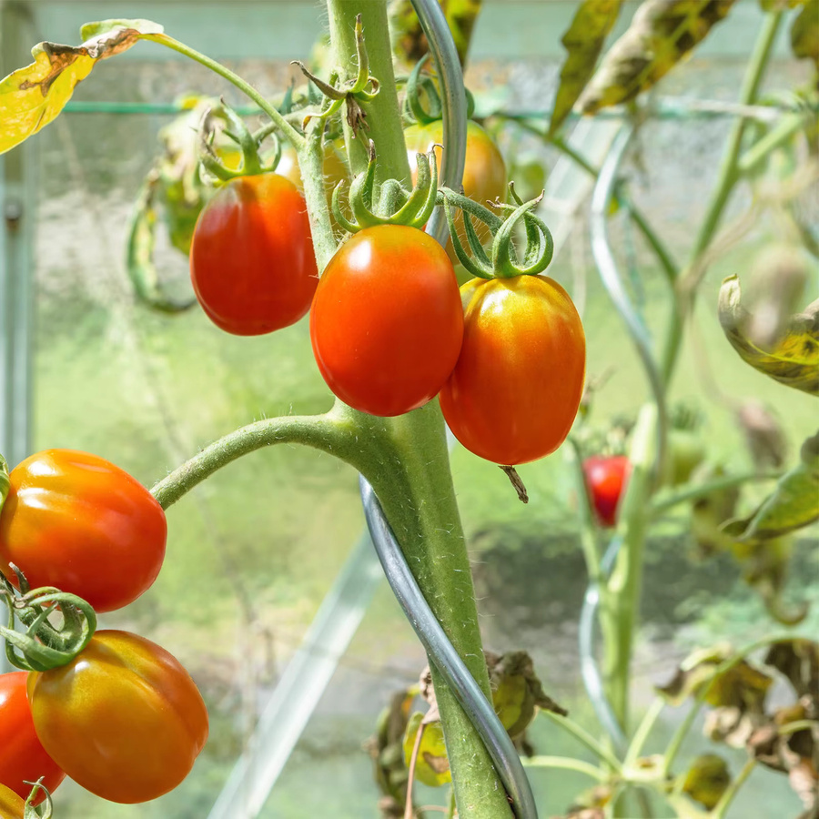 Floordirekt Tomatenspiralstäbe aus verzinktem Stahl als Rankhilfe und Pflanzenstütze für den Gemüsegarten, 10 Stück, Höhe: 180 cm, Breite: 110 cm, Farbe: Silber - Bild 2