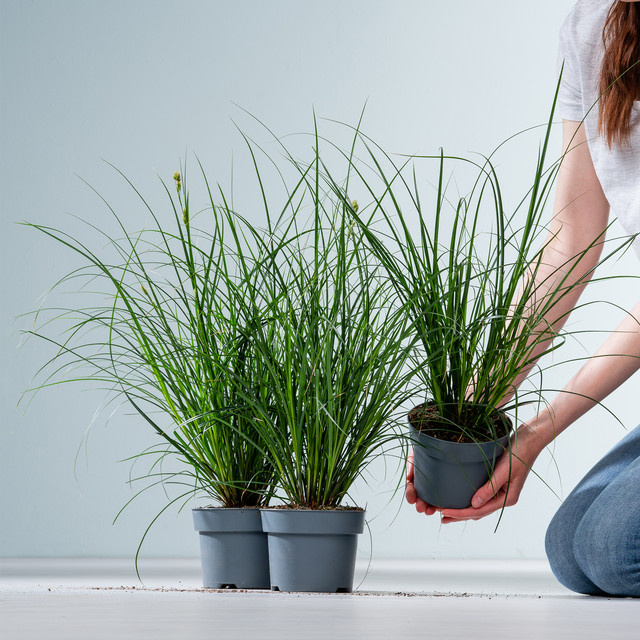Carex brunnea Grünblättrige Segge von BLUME2000, 3 Stück, grüne Stauden - Bild 1