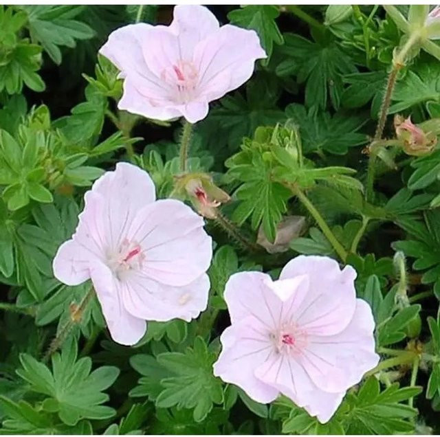 Geranium sanguineum Storchenschnabel Apfelblüte pink - Mehrjährige Stauden als Bodendecker und Beetpflanze von Nr-01.de - Bild 1