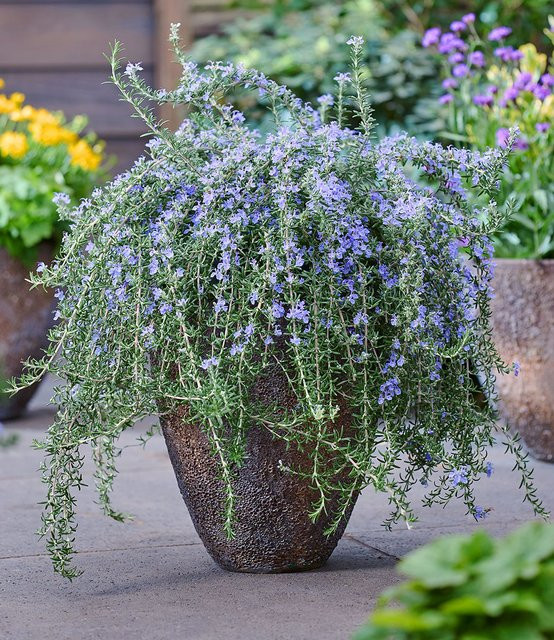 Hänge-Rosmarin Blue Cascade® - Bild 1