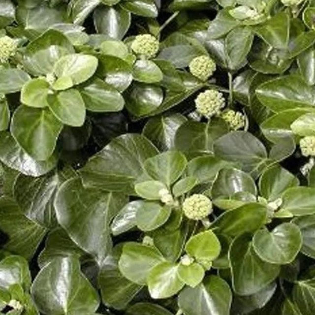 Arborix Strauch-Efeu Arbori Compact Hedera helix, immergrün, im Container, 20 bis 25 cm - Bild 1