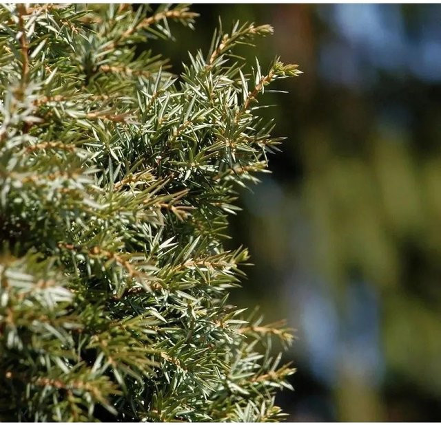 Schwedischer Säulenwacholder Juniperus communis von Nr-01.de, grün, Höhe: 40-60 cm - Bild 1