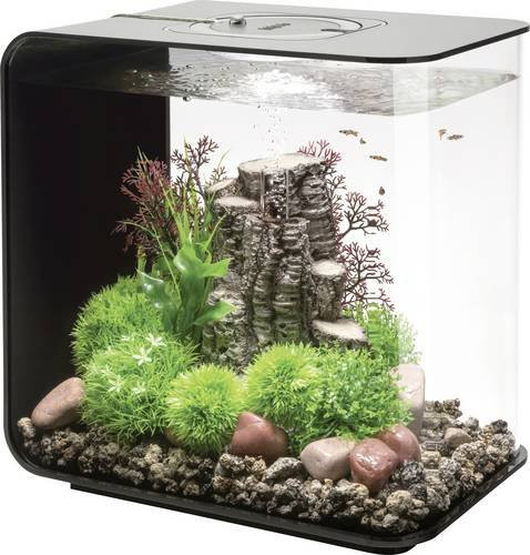 Oase biOrb FLOW 30 LED Aquarium in Schwarz mit 30l Volumen - Bild 1