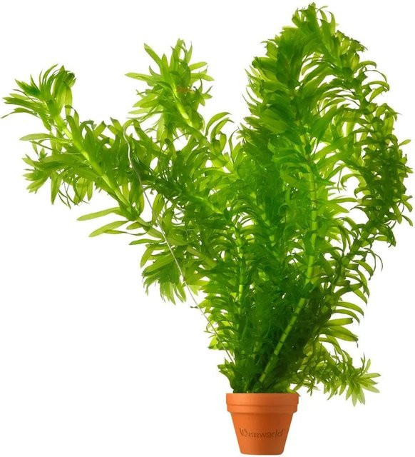 Vdvelde Wasserpest Elodea Densa als pflegeleichte grüne Sauerstoffpflanze für den Teich, 5 Stück - Bild 1