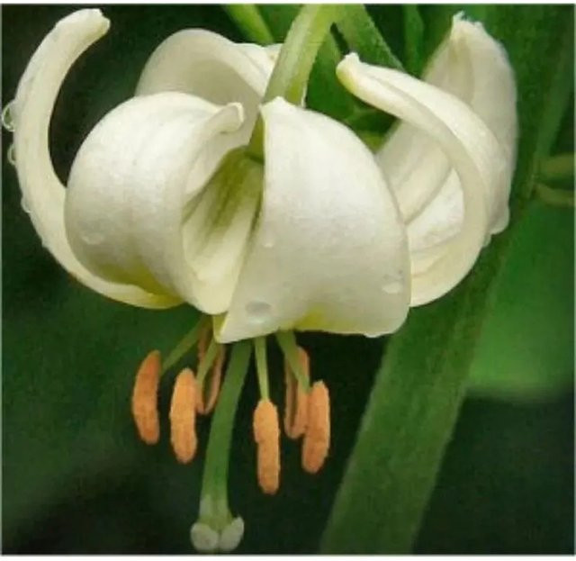 Türkenbundlilie Album Lilium martagon weiße Gartenpflanze von Nr-01.de - Bild 1
