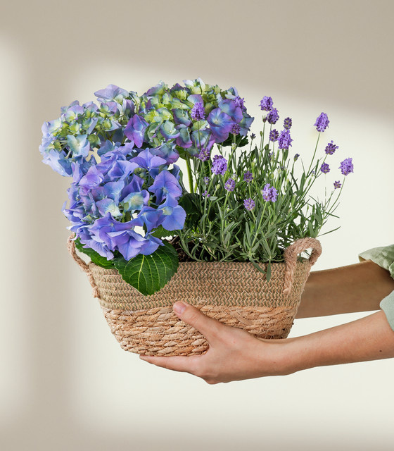 Sommertraum Sommerblumen von BLUME2000 im Topf für den Außenbereich - Bild 1