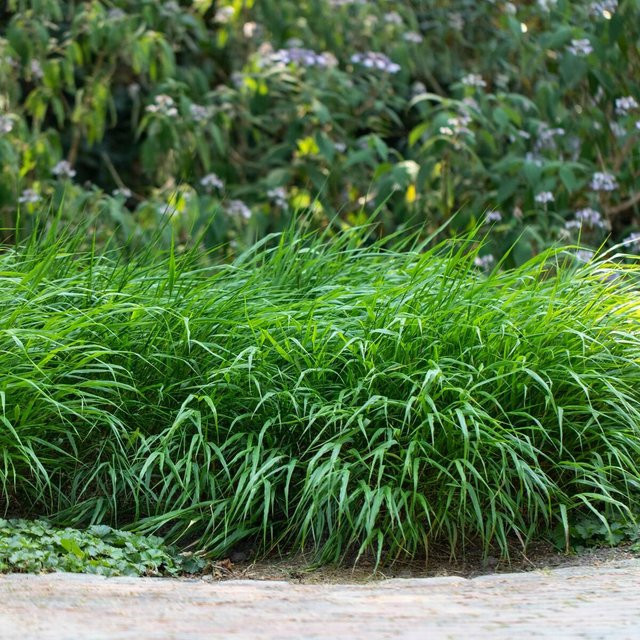 Japanisches Berggras Hakonechloa Greenhills, grün, von Mein schöner Garten Shop - Bild 1