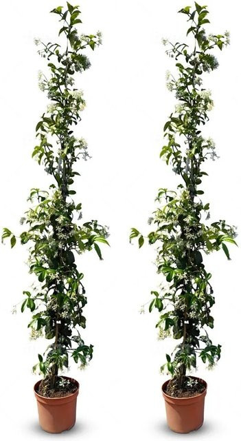Sunny-Tree Toskanischer Jasmin Trachelospermum Jasminoides 2er Set Kletterpflanze für den Außenbereich, Farbe: Weiß/Grün, Höhe: 160 cm - Bild 1