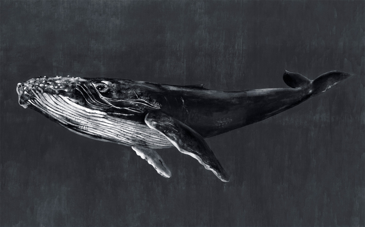 Coordonné Wandbild Humpback Whale Night in Grau mit Tiermotiv - Bild 1