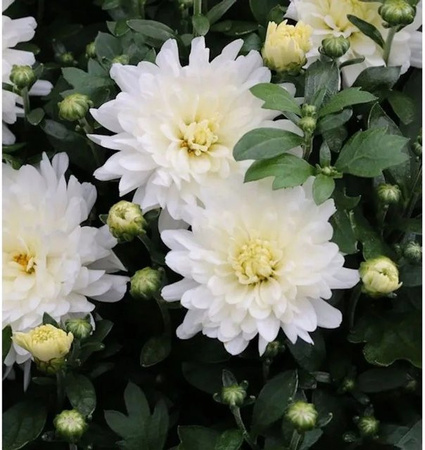Winteraster Havelschwan Chrysanthemum hortorum als winterharte Staude für deinen Garten