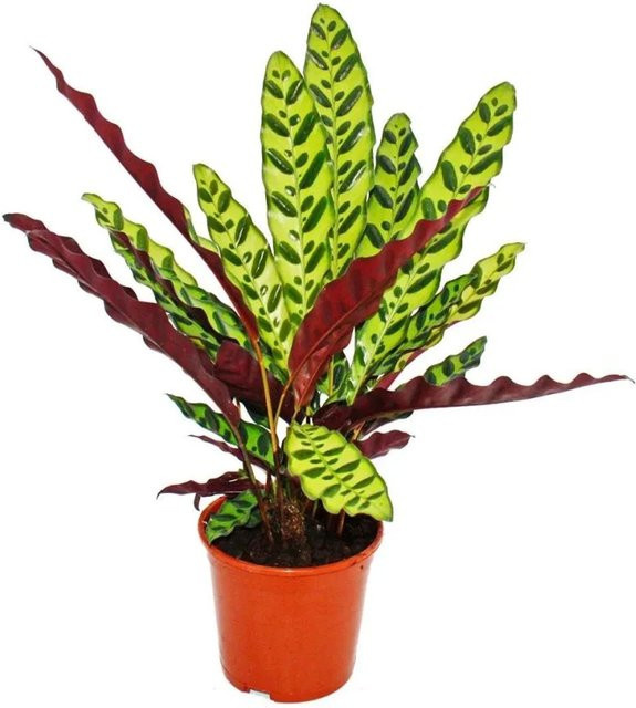 Exotenherz Calathea Lancifolia Zimmerpflanze mit ausgefallenem Blattmuster, Höhe: 50 cm, Topf: 14 cm - Bild 1
