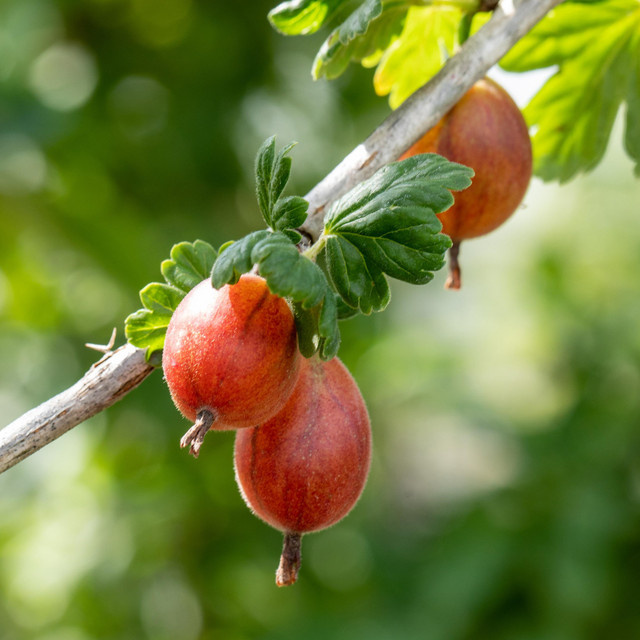BIO Rote Stachelbeere Hinnonmäki Röde Ribes uva-crisppa von BLUME2000 - Bild 1