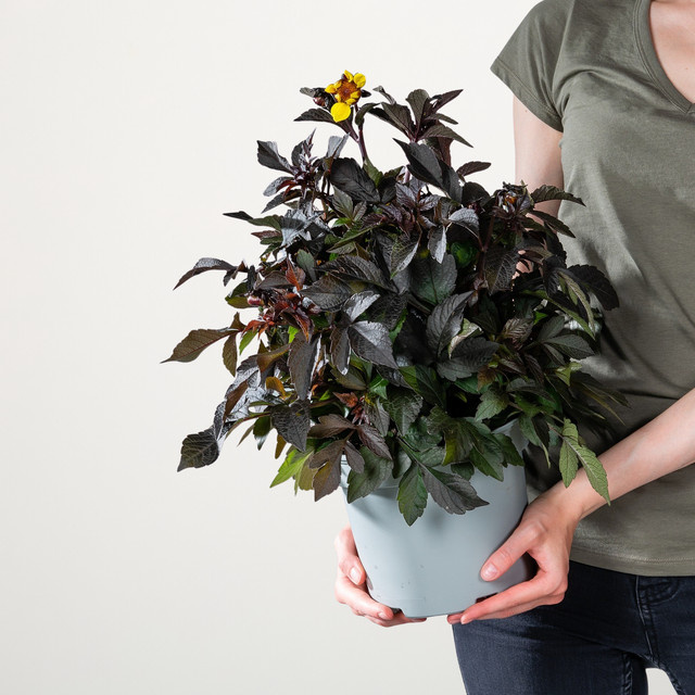 Gelbe Dahlie mit dunklem Laub von BLUME2000 als mehrjährige Staude für deinen Garten - Bild 1