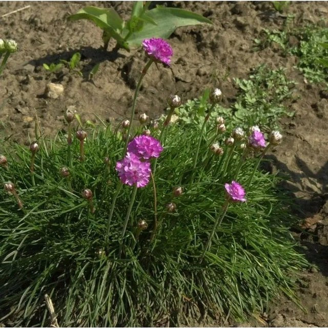 Armeria maritima Strandnelke als mehrjährige Staude für Steingärten und Sanddünen von Nr-01.de - Bild 1