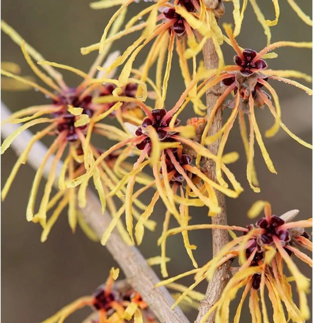 Hamamelis intermedia Zaubernuss Aurora gelb, Strauch für den Garten, Höhe: 30-40 cm - Bild 1