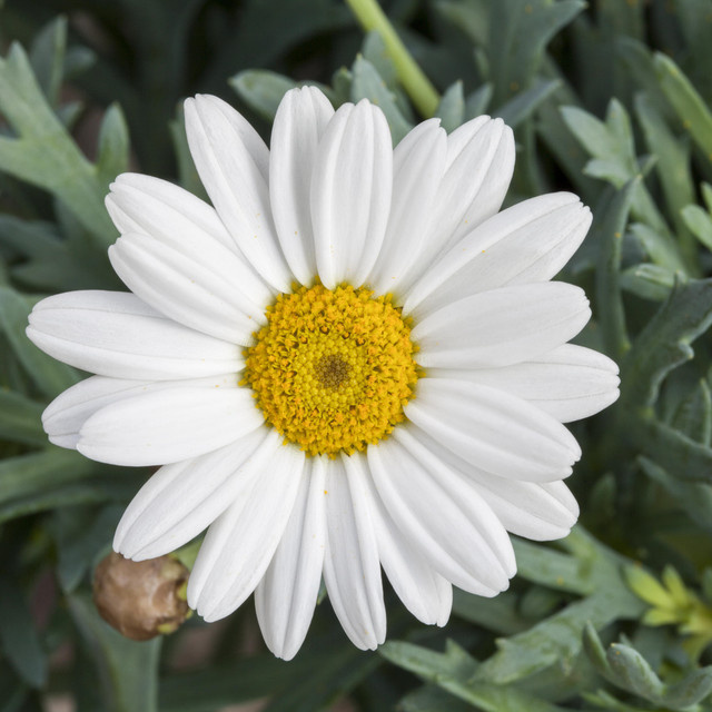BIO Großblumige Sommer-Margerite Leucanthemum maximum Alaska von BLUME2000, 3 Stück - Bild 1
