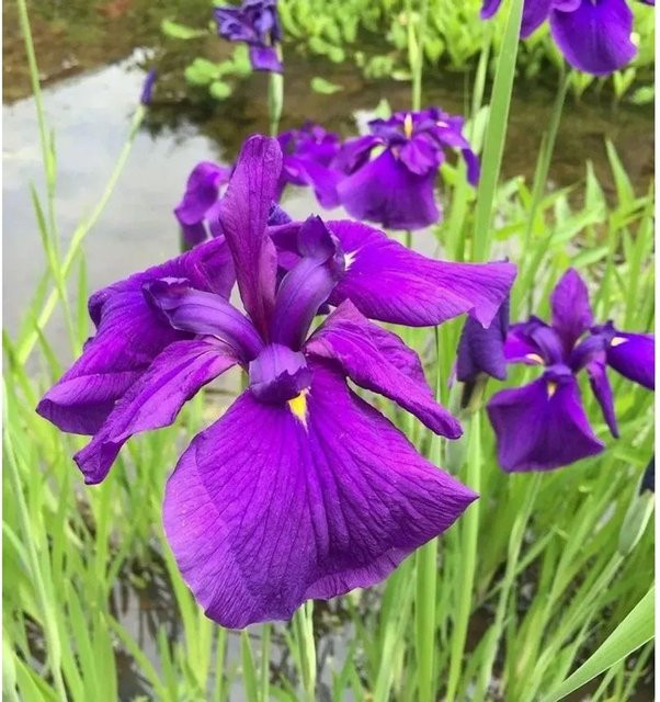 Japanische Sumpf Schwertlilie Loyalty Iris ensata in Lila für Teich und Garten - Bild 1