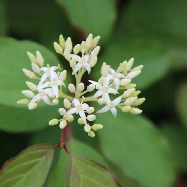 Arborix Hartriegel Winter Beauty Cornus sanguinea mit leuchtender Herbstfärbung im Container, Höhe: 60 bis 80 cm - Bild 1