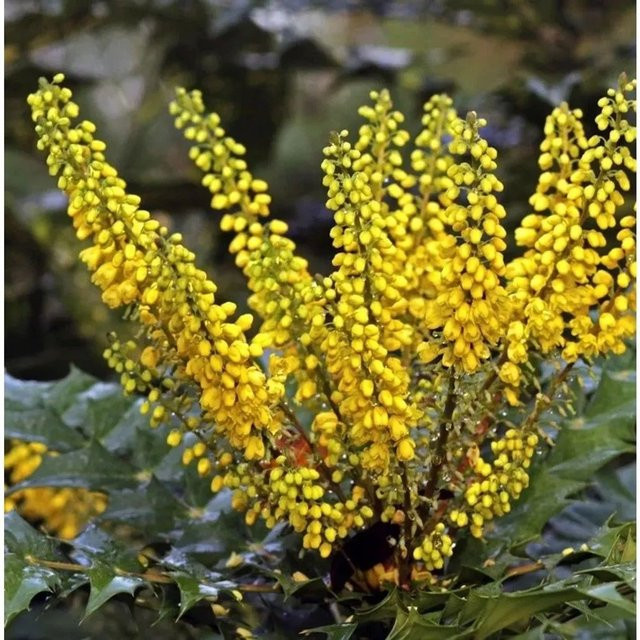 Mahonia media Charity Strauch für den Garten, Höhe: 60-80 cm - Bild 1