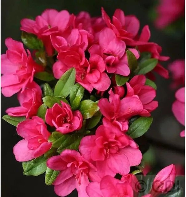 Japanische Azalee Änne Rhododendron obtusum in Pink, Topfpflanze 25-30 cm - Bild 1