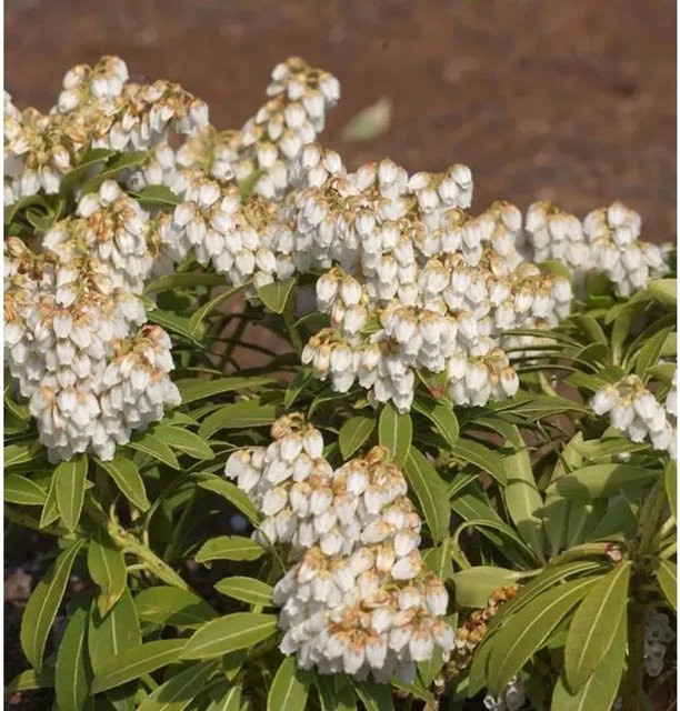 Pieris japonica Cupido Lavendelheide Schattenglöckchen mit weißen Blüten, Höhe: 15-20 cm - Bild 1