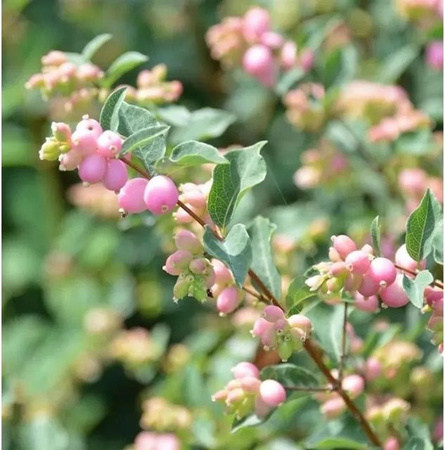 Symphoricarpos doorenbosii Amethystbeere Magical Sweet Beerenstrauch in Pink und Purple, Höhe: 30-40 cm