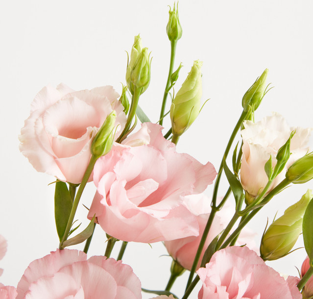Blume2000 Lisianthus Pink Single Stem - Bild 1