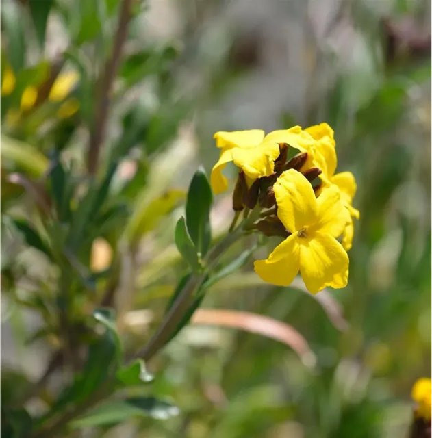 Erysimum cheiri Goldlack Spring Feeling gelbe Staude für den Garten - Bild 1