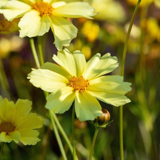 Coreopsis Mädchenauge Limoncello gelb bis hellgelb pflegeleichte Staude für Balkon und Staudenbeete - Bild 1
