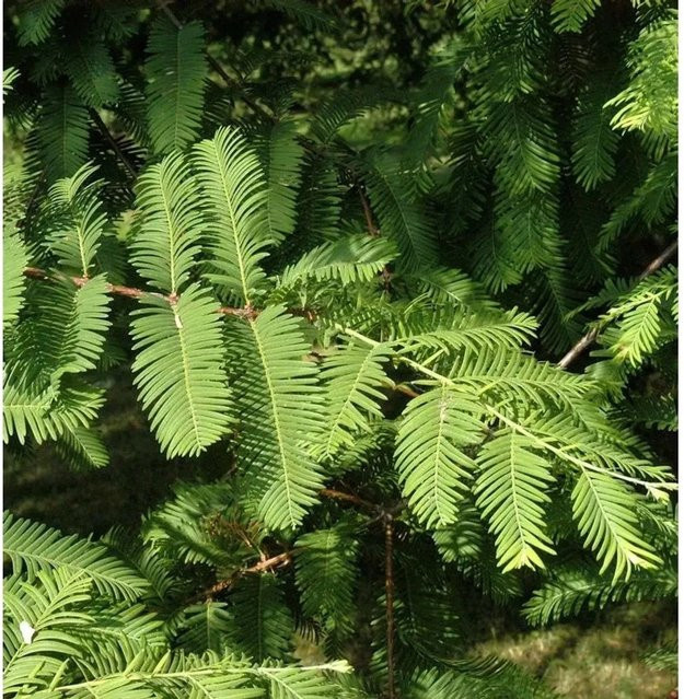 Kugelige Sumpfzypresse Cave Hill Taxodium distichum als Hochstamm von Nr-01.de in Grün, Höhe: 60-80 cm - Bild 1