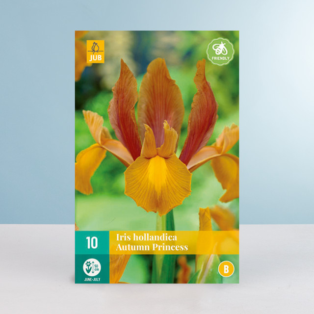 Schwertlilie Autumn Princess Zwiebeln von BLUME2000 für Staudenbeet, Blumenkübel und Balkonkästen (10 Stück) - Bild 1