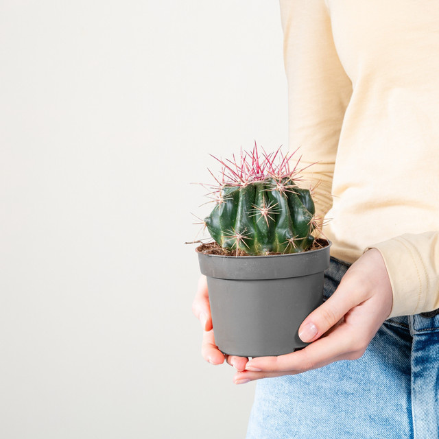 Ferocactus Teufelszungen-Kaktus Histrix Kugelkaktus von BLUME2000 in Grün - Bild 1