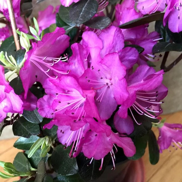 Arborix Rhododendron Praecox Frühblühender Zierstrauch in Lila, Höhe: 30 bis 40 cm - Bild 1