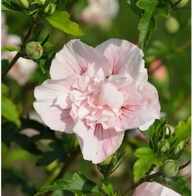 Garteneibisch Hibiscus French Pink Chiffon in Pink für Freiland und Kübelbepflanzung - Bild 1