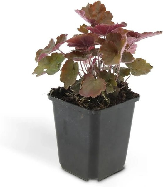 Exotenherz Purpurglöckchen Heuchera Mic. Palace Purple Bodendecker Set mit 6 Pflanzen im 9cm Topf - Bild 1
