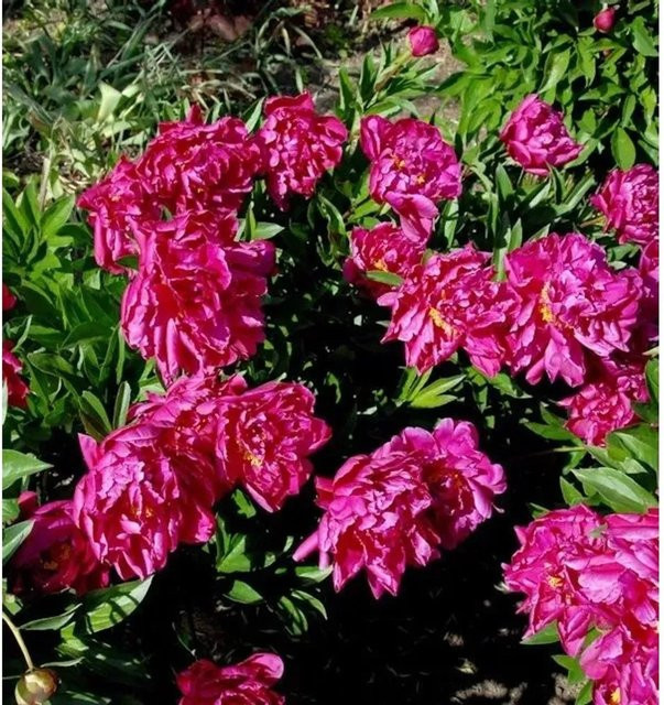 Edelpfingstrose Big Ben Paeonia actiflora in Pink als mehrjährige Gartenpflanze - Bild 1