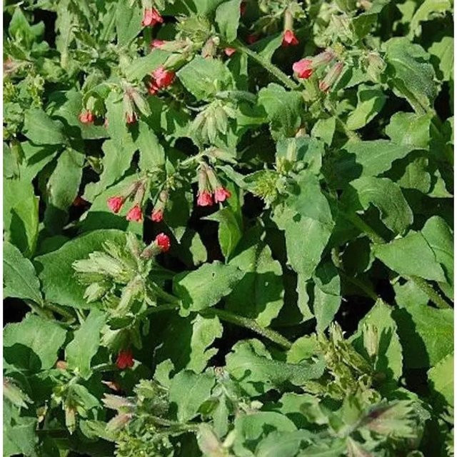 Rotes Lungenkraut Pulmonaria rubra als mehrjährige Pflanze im Topf von Nr-01.de - Bild 1