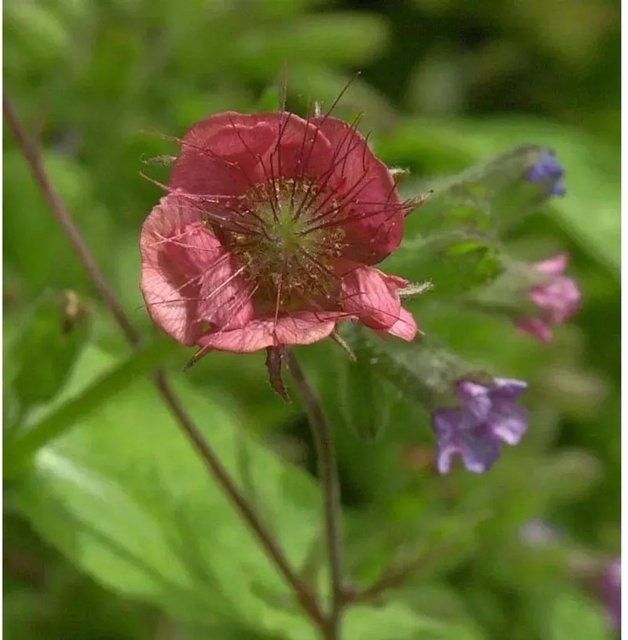 Geum rivale Bachnelkenwurz Leonard Stauden für Naturgärten und Uferzonen - Bild 1
