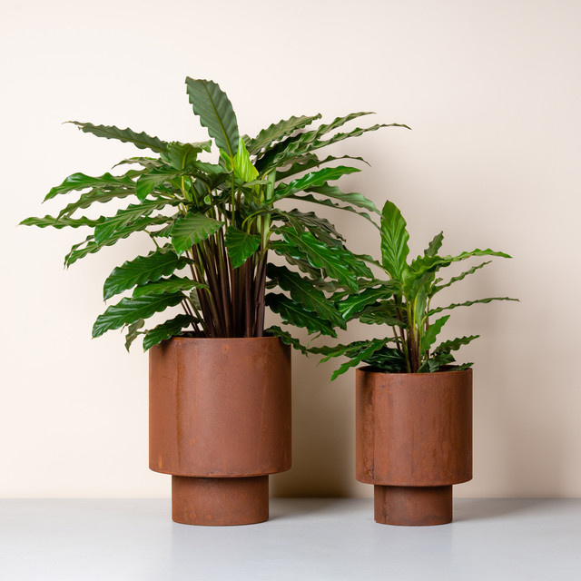 2er-Set Übertopf im Rost-Stil von BLUME2000 aus Eisen in Braun, Höhe: 22 cm, Breite: 30 cm, Tiefe: 2 cm - Bild 1